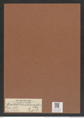 Cerataulus subangulatus Gr. et St. (de-Toni-Nr.: Genus 173, Species 4444) Zeichnungen Sammlung Grunow Mappe 04375 (Herbarium_W_Grunow_drawings_Folder_04375)